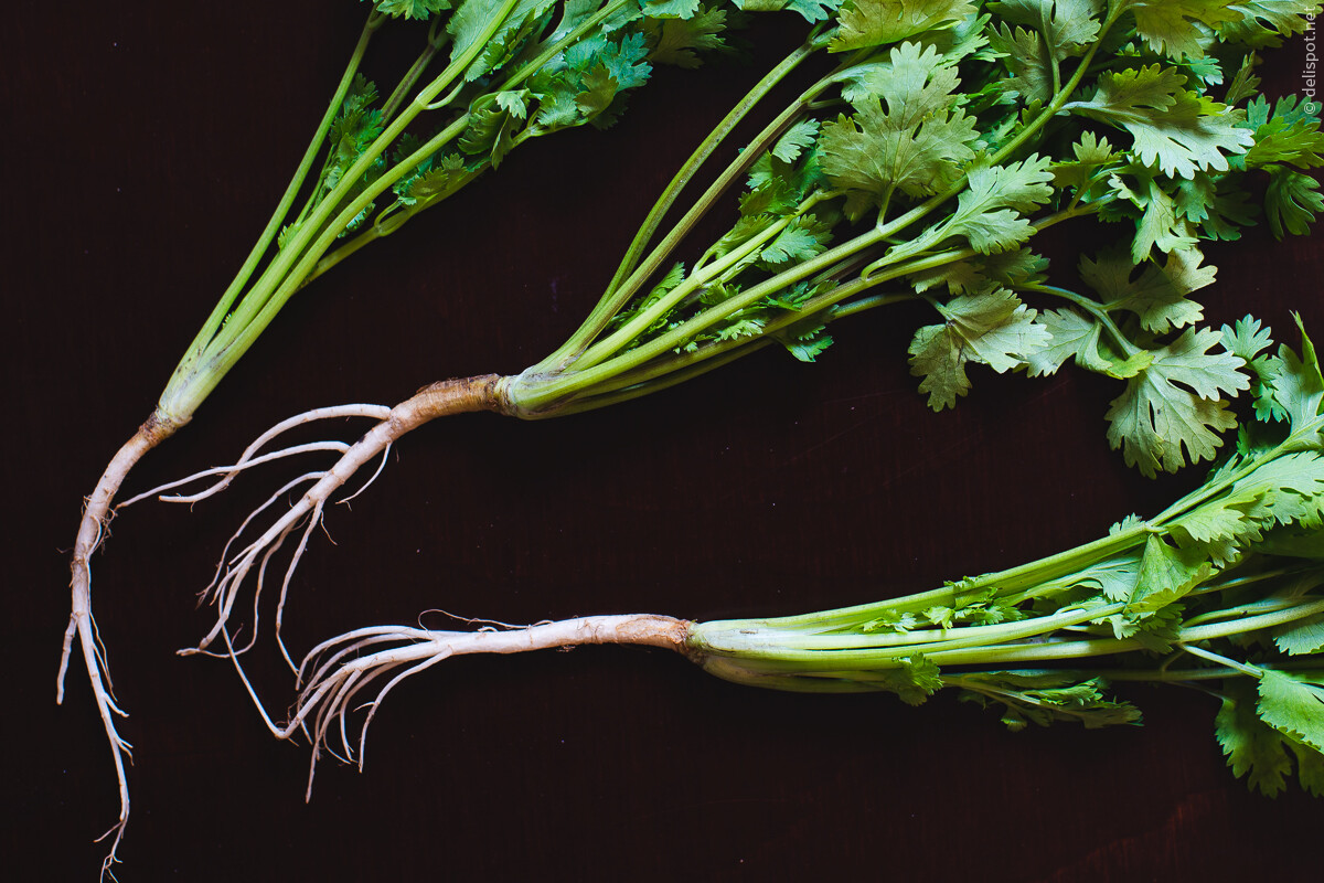 Koriandergrün mit Stielen und Wurzeln (Coriandrum sativum)