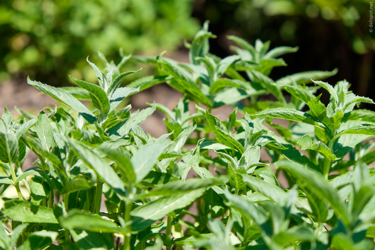 Grüne Minze (Mentha spicata »Myntza major«)