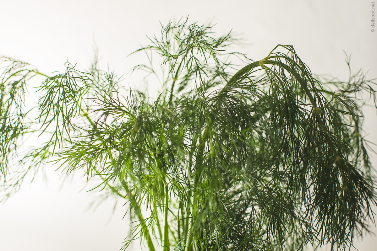 Dill, auch Gurkenkraut genannt (Anethum graveolens)