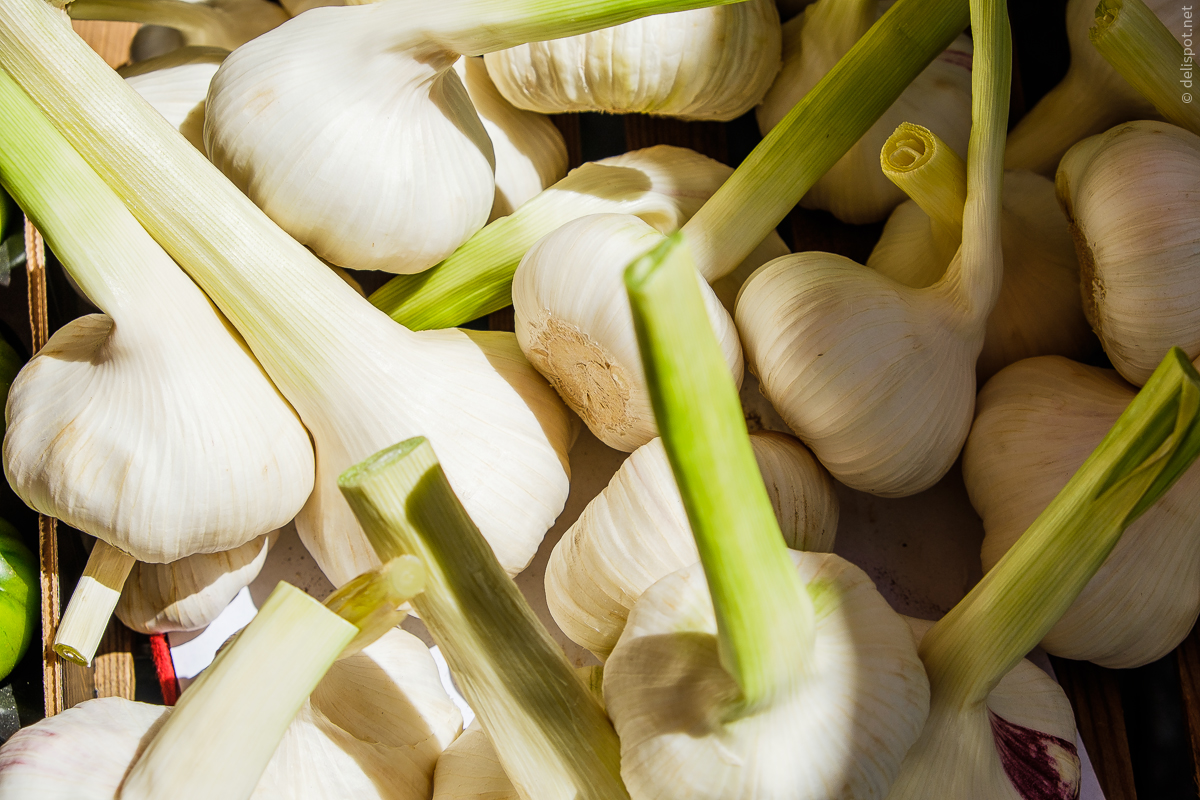 Frische Knoblauchknollen mit erst schwach ausgebildeten Zehen