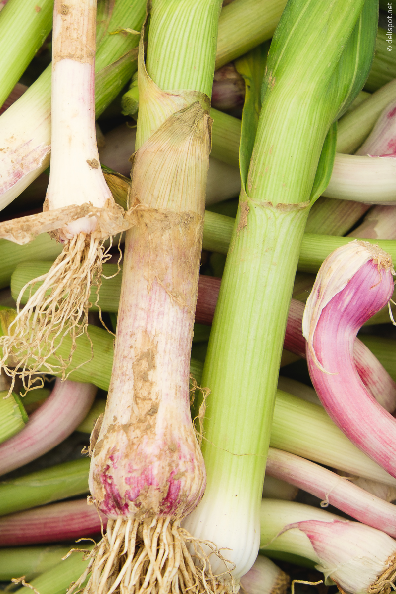 Junger Knoblauch auf dem Wochenmarkt, Lauch zum Verwechseln ähnlich