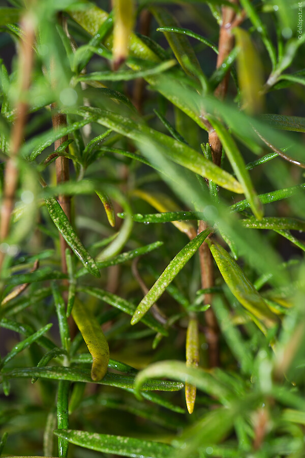 Rosmarin (Rosmarinus officinalis »Barbeque«), Strauch