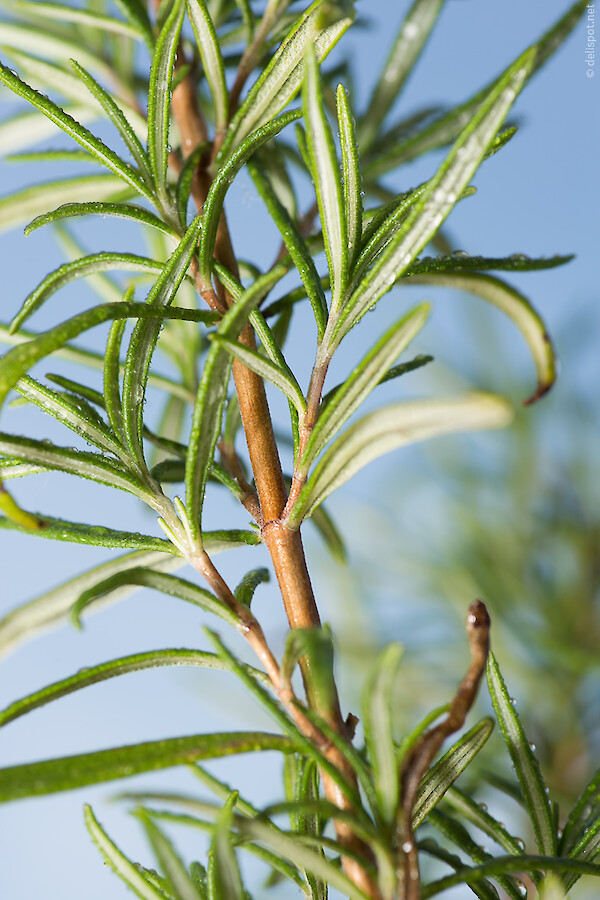 Rosmarin (Rosmarinus officinalis »Barbeque«), Strauch