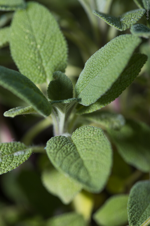 Apotheker-Salbei (Salvia officinalis »Grower’s friend«)