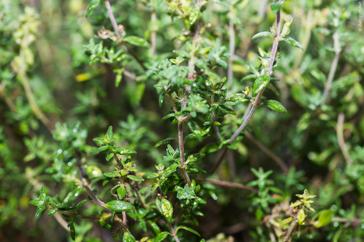 Orangenthymian Thymus vulgaris ssp. fragantissimus
