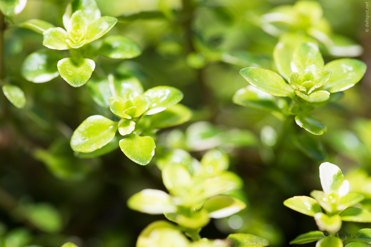 Weißbunter Kaskadenthymian Thymus pulegoides »Foxley«