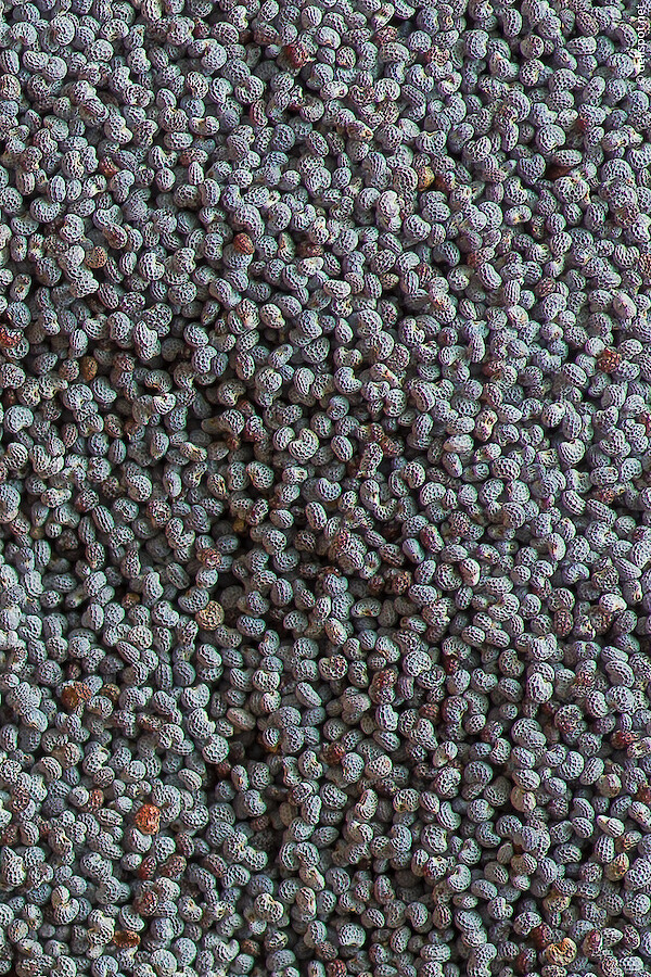 Mohn, genauer Blaumohn, Körner im Detail