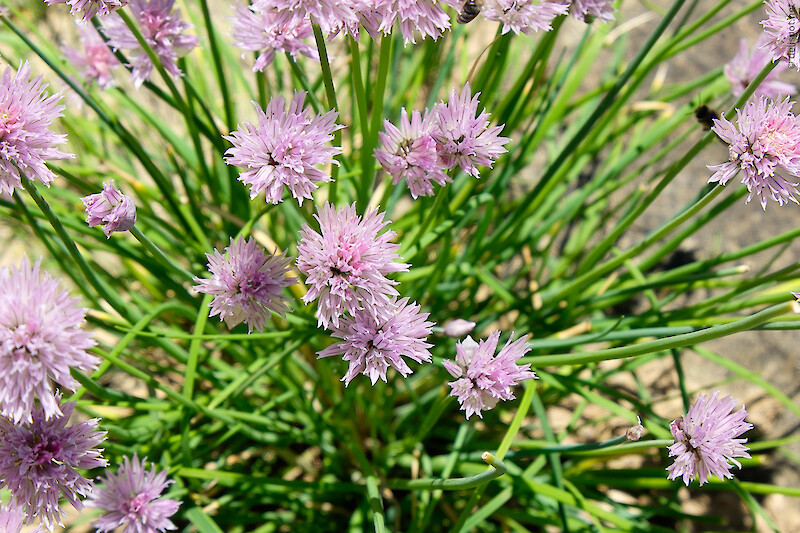 Schnittlauch auf dem Feld in voller Blüte