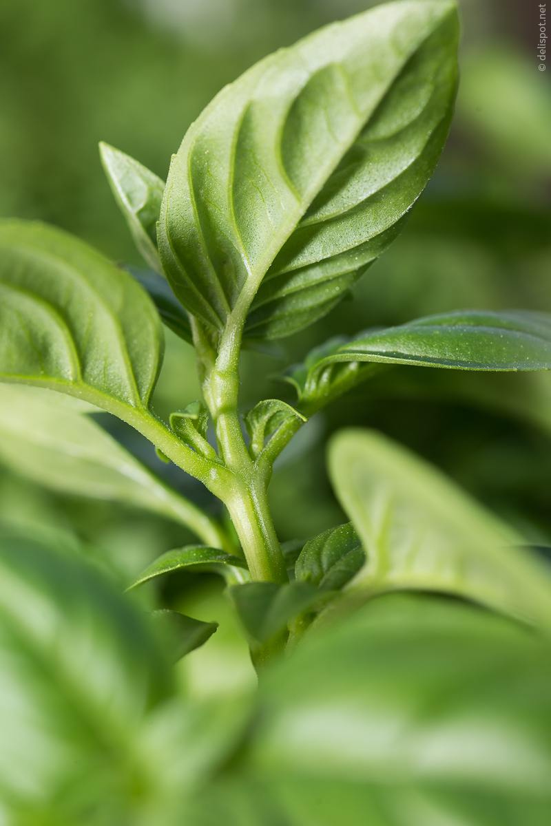 Genoveser Basilikum (Ocimum basilicum)