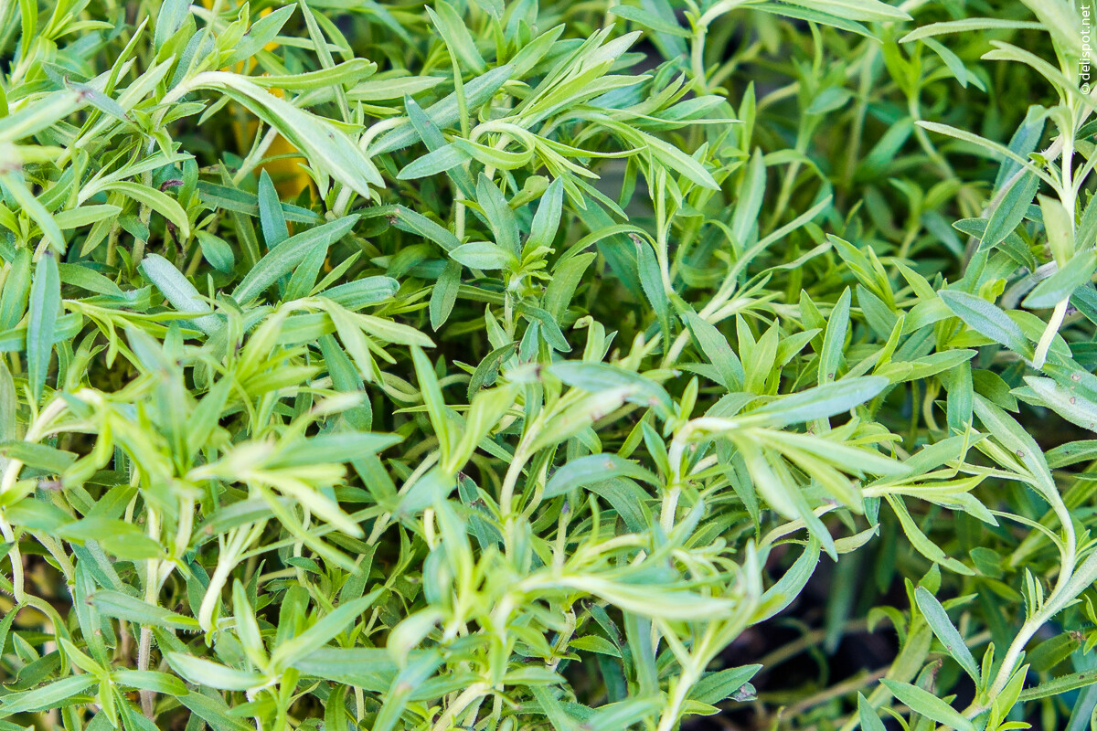 Echtes Bohnenkraut (Satureja hortensis), Bohnenkraut Sommerbohnenkraut, Gartenbohnenkraut