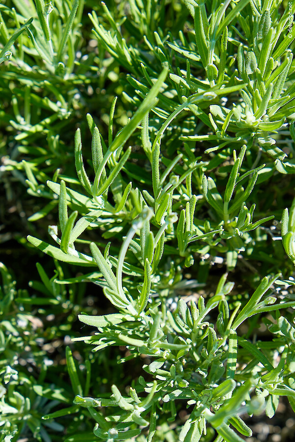 Lavendel (Lavandula Angustifolia), Draufsicht