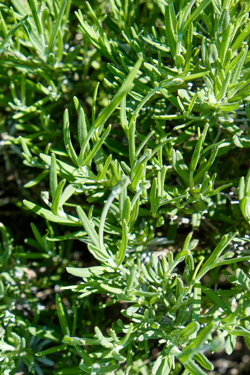 Lavendel (Lavandula Angustifolia), Draufsicht