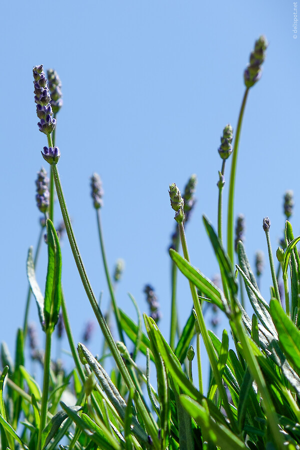 Lavendel (Lavandula Angustifolia), Seitenansicht