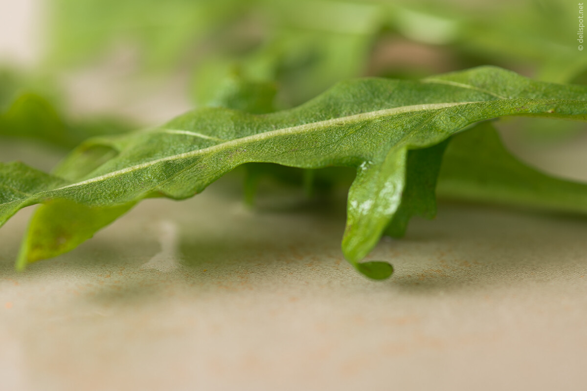 Einzelnes Blatt von Rucola bzw. Rauke (Diplotaxis tenuifolia)
