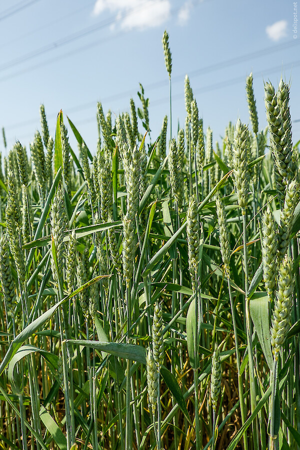 Weizenfeld, circa viwer bis sechs Wochen vor der Ernte
