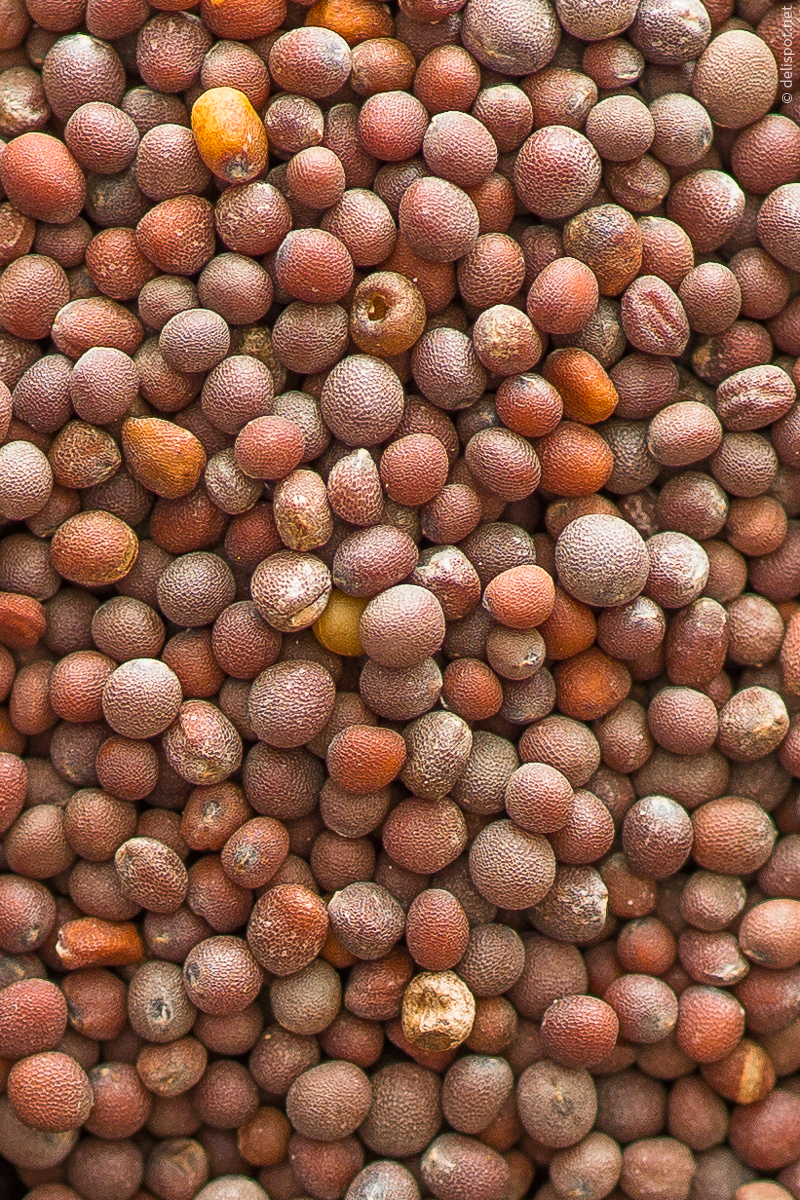 Brauner Senf (Brassica juncea), Samenkörner als Gewürz
