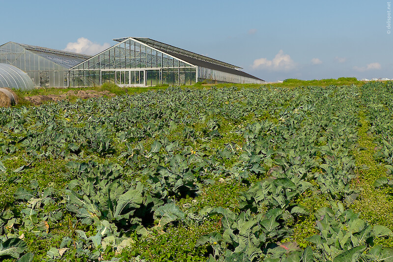 Blumenkohlfeld und Gewächsahäuser auf der Bodensee-Insel Reichenau