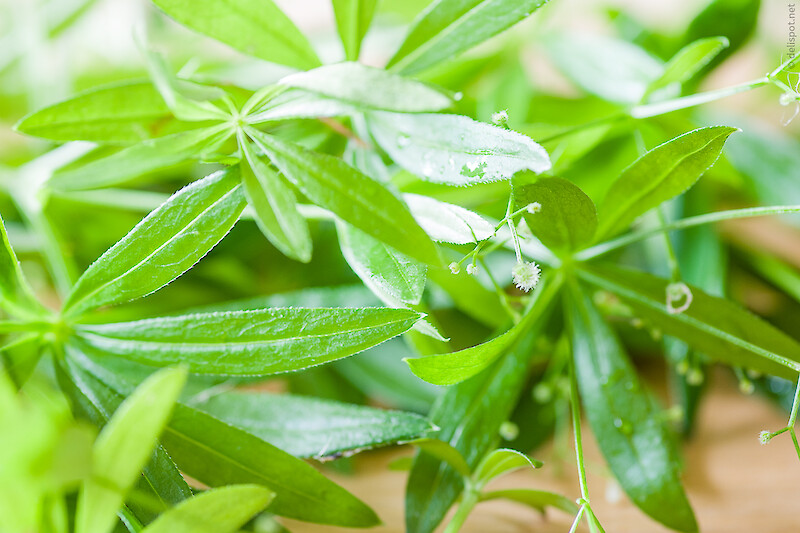 Waldmeister, frisch gepflückt