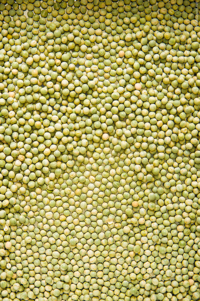 Trockenerbsen für Erbsensuppe, vor dem Einweichen